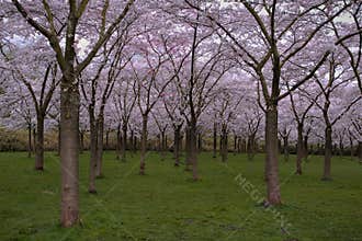 Cherry trees in full bloom