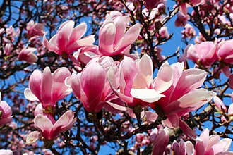 Magnolia tree