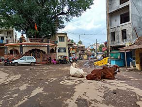 Stock photo old residencial area of Indian city, Indian breed cows sitting on the middle of the