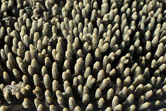 Acropora millipora coral fingers
