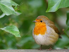 Robin bird
