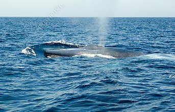 Blue Whale