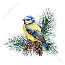 Blue tit bird on a pine branch watercolor illustration. Hand drawn cute titmouse with pine and cones. Small european