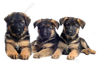 Puppies german shepherds