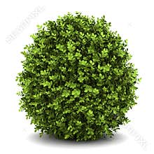 Dwarf english boxwood isolated on white