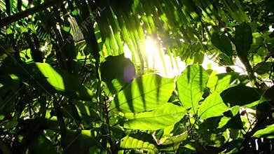 fresh sunlight flares through the leaves