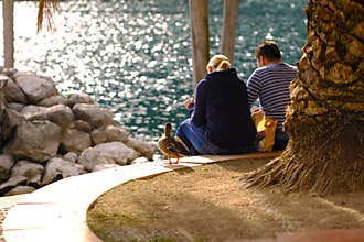 Sunny day, couple, seashore and a duck