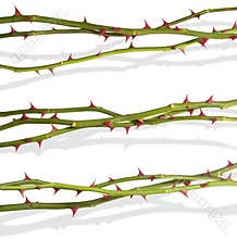 Rose lines with shadows