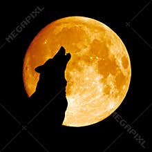 Wolf howling at the moon
