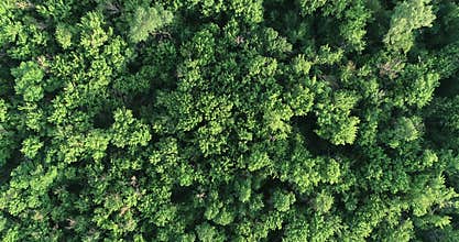 Aerial view of green summer forest Ð°rom above. Video using the copter. Top view