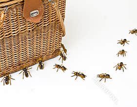 Ants At A Picnic