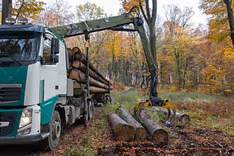 In a forest a truck crane moves logs onto the truck