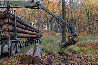 In a forest a truck crane moves logs onto the truck