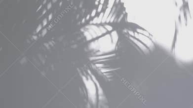 Shadow palm leaf in the wind blowing overlay on white