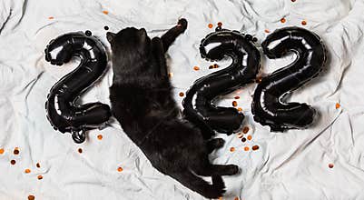 Christmas cat 2022. Kitty with black  foil balloons number 2022 new year. Striped cat on Christmas festive white background