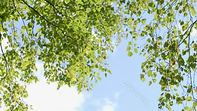 Autumn green foliage on a tree branch. Gentle sunlight with blue sky.
