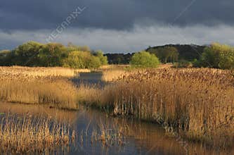 Reedbed, Somerset levels (Phragmites australis)