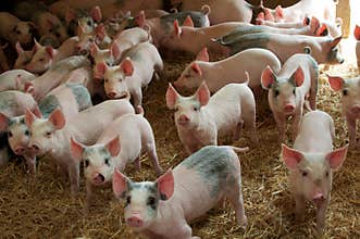 Pigs in a farm
