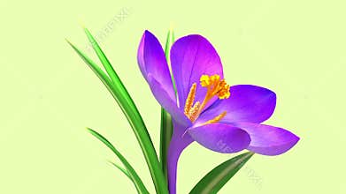 3d glitch of flower crocus. Seamless looped. NFT concept.