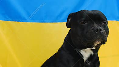 The portrait of staffordshire bull terrier with ukrainian flag in background