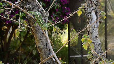 Common Chameleon or Mediterranean Chameleon hunting with his long tongue