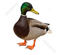 Mallard Duck on white background