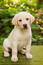Labrador retriever puppy in the yard