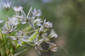 White flowers of Ornithogalum umbellatum or Star of Bethlehem