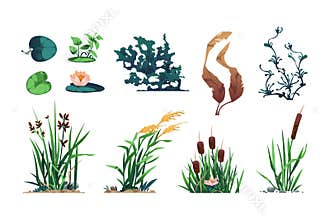 Lake plants. Pond flora and swamp botany game asset with reed, cattails, and bulrush, wetland water leafy plants. Vector