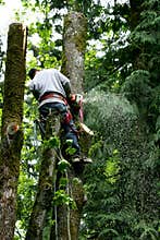 Tree cutter