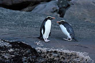 Fiordland Crested Penguin (Eudyptes pachyrhynchus)