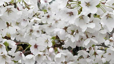 Star Magnolia, Magnolia stellata flower in the wind and the beginning of the second winter specific to June