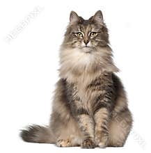 Portrait of Norwegian Forest Cat