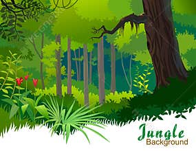 Amazon Jungle Trees And Wilderness