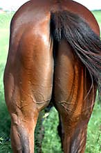 Horse's
