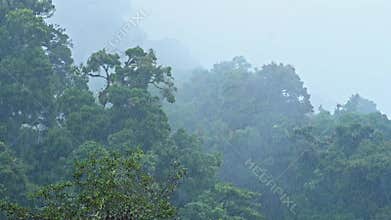 Heavy Rain in Rainforest with Misty Foggy Trees, Raining in Rainy Season in a Tropical Blue Mysterio