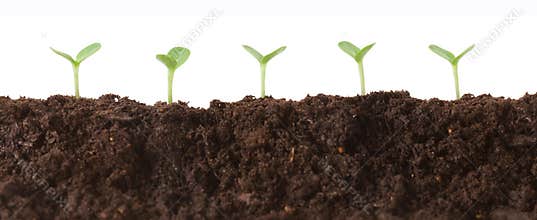 Seedlings in Dirt Profile