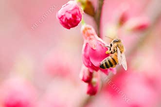 Honey Bee Pollinating Pink Cherry Blossoms in Spring