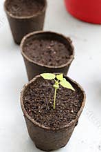 Papaya Seedling True Leaves in Biodegradable Pot, Peat Coconut Soil