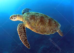 Green turtle,great barrier reef,cairns,australia