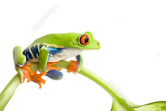 Frog on stem isolated