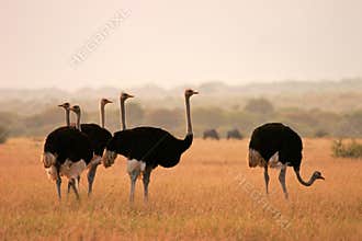 Ostriches