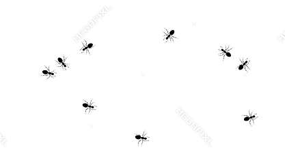 Crowd black ants runs loop on white