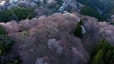 4k Pink Sakura blooming over Yoshino Mountain, Japan