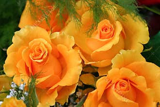 Bouquet of yellow roses