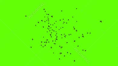 Honey Bee insects flying over screen in loop Backgrounds Green screen Animation,