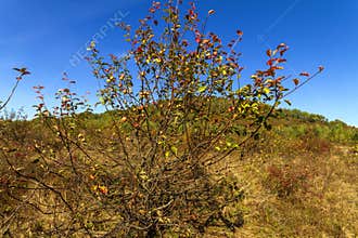 Lonely dry apple tree