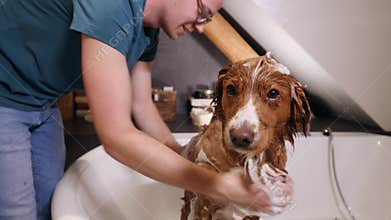 Dog taking bath at home