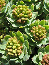 Alternative medicine -roseroot