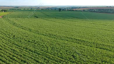 Green sugar cane field on Sao Paulo state